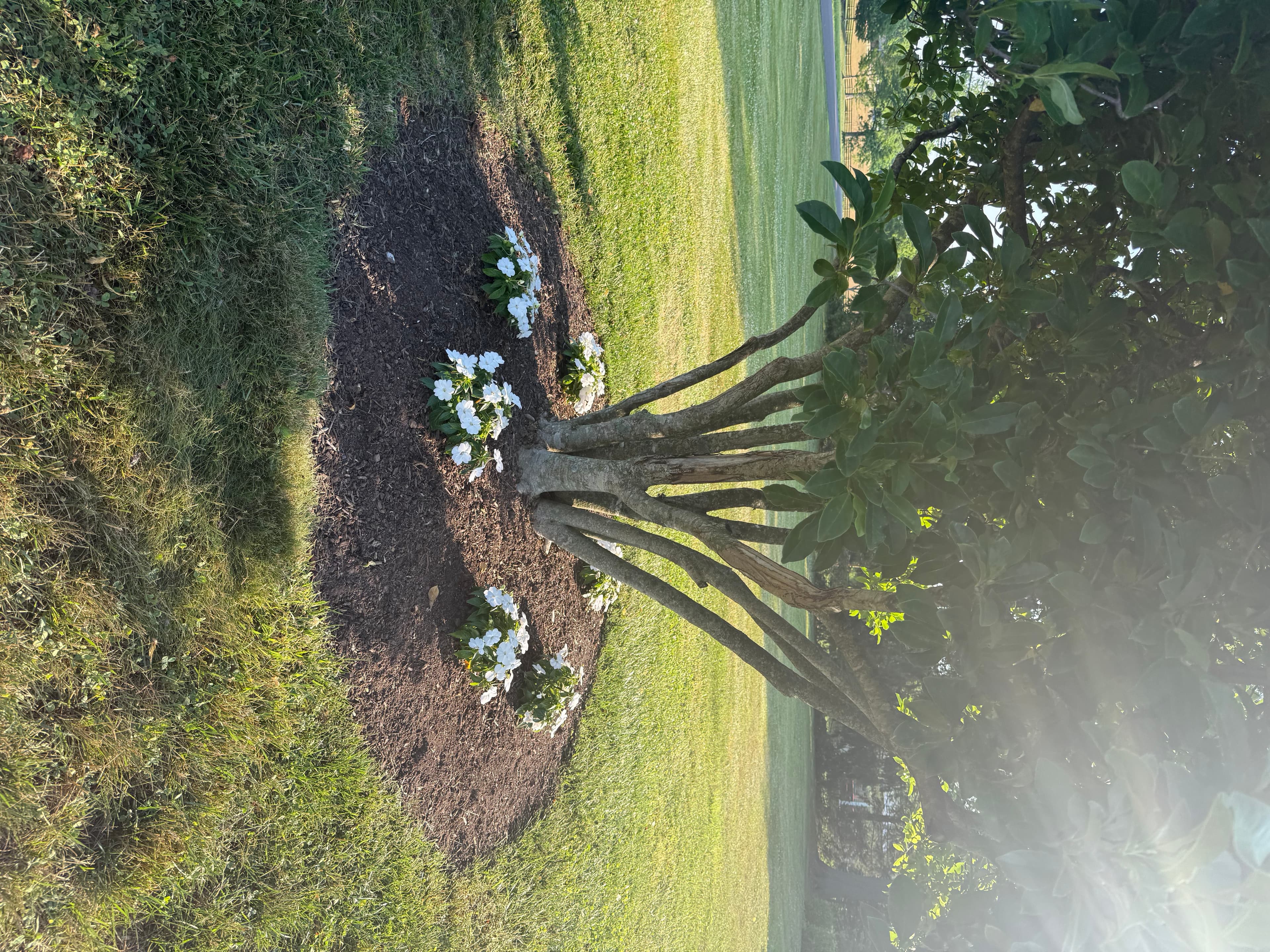 Fresh black mulch bed along house foundation