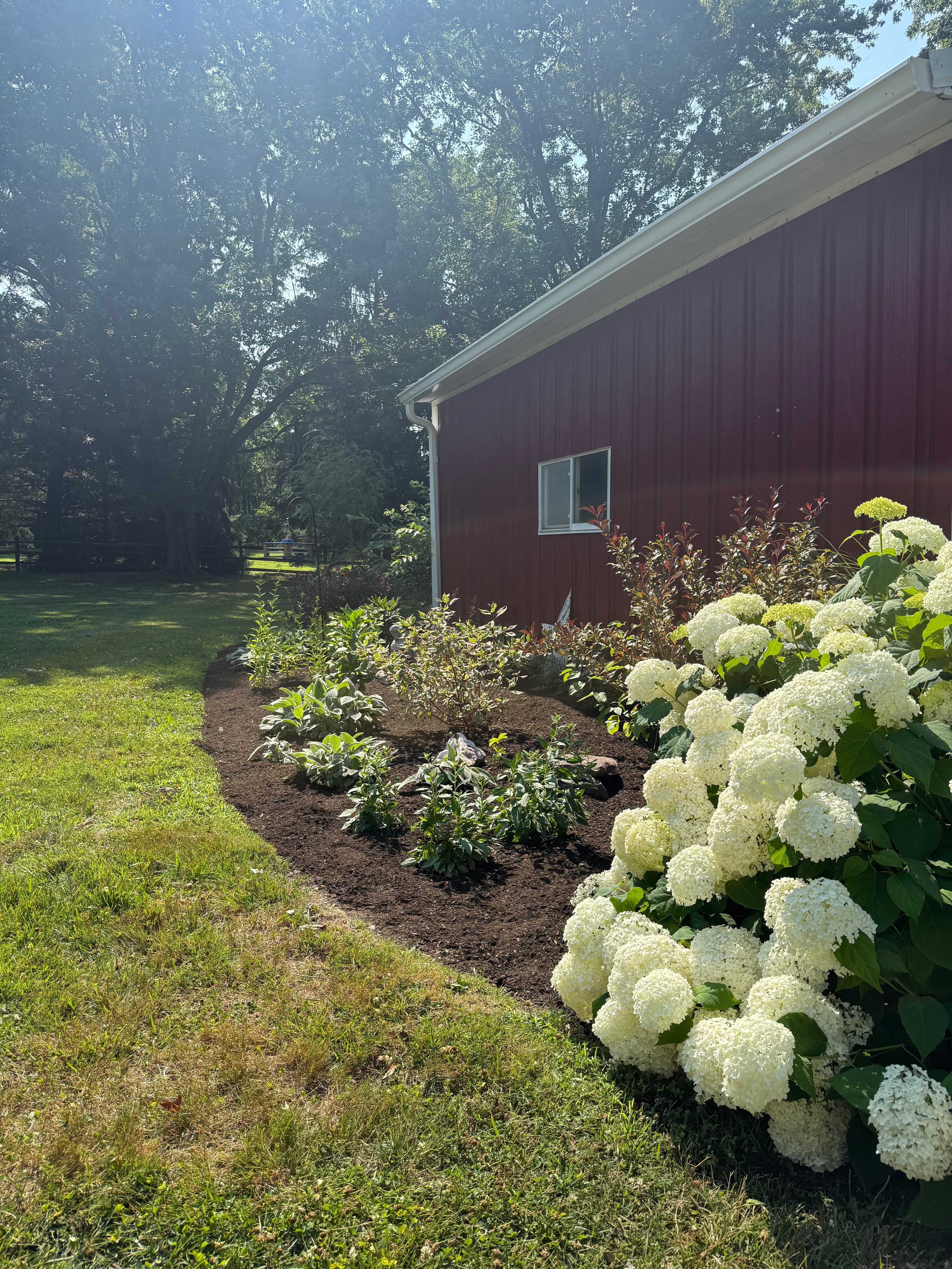 Hydrangea garden bed with fresh mulch